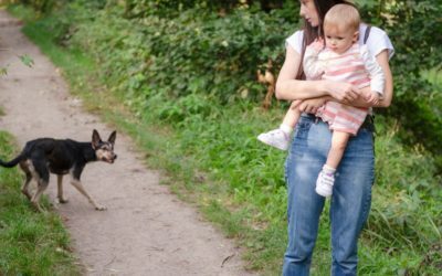 Dog Bite Laws in South Carolina