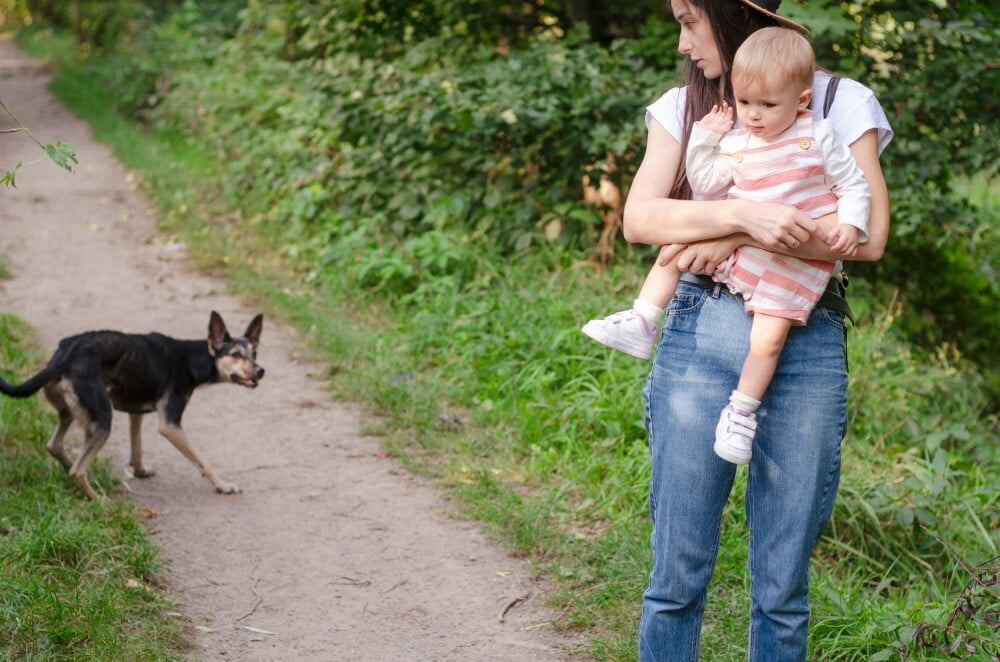 Dog Bite Laws in South Carolina